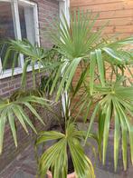 Palm 180 cm hoog inclusief pot, Volle zon, Ophalen, Palmboom, 100 tot 250 cm