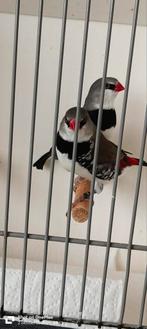 Mooie koppel diamant vinken 2025,€75., Dieren en Toebehoren, Vogels | Overige Vogels, Meerdere dieren