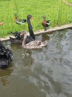 Zwanen, ganzen, eenden, Meerdere dieren, Gans of Zwaan