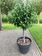 Portugese laurier, Tuin en Terras, Bloeit niet, Halfschaduw, Overige soorten, 100 tot 250 cm