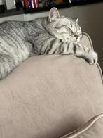 Britse korthaar, Poes, Gechipt, 0 tot 2 jaar