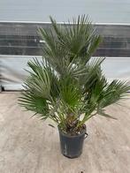 Palm chamaerops humilis p 40 cm H 170 cm, Tuin en Terras, Planten | Bomen, Ophalen