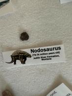 Nodosaurus Tand Fossiel - Montana, Ophalen of Verzenden, Fossiel
