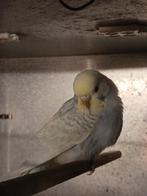 Regenboog parkietjes 8 weken oud, Dieren en Toebehoren, Vogels | Parkieten en Papegaaien, Meerdere dieren, Parkiet