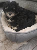 Boomerpup Spike 13 weken, Dieren en Toebehoren, Honden | Niet-rashonden, Reu, 8 tot 15 weken, Eén hond, Klein