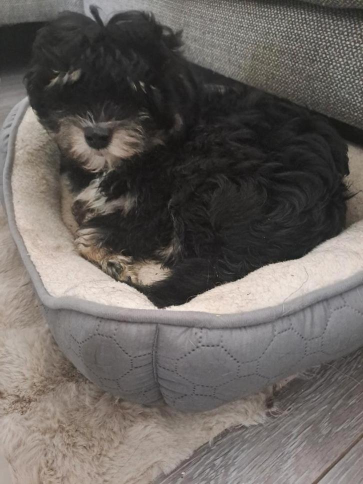 Boomerpup Spike 13 weken, Dieren en Toebehoren, Honden | Niet-rashonden, Klein, Reu, Particulier, Eén hond, Nederland, 8 tot 15 weken