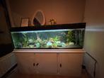 Aquarium 180cm, Dieren en Toebehoren, Ophalen of Verzenden, Zo goed als nieuw, Gevuld zoetwateraquarium