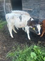 Belgische blauwe vaars kalf 50%, Dieren en Toebehoren, Runderen, Vrouwelijk, 0 tot 2 jaar