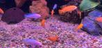 Jonge malawi cicliden, Dieren en Toebehoren, Vissen | Aquariumvissen, Vis
