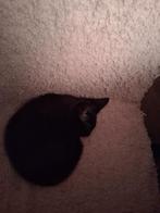 Kittens   staphorst gereserveerd