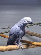 3x Grijze Roodstaart Papegaaien – CITES / herkomstverklar, Dieren en Toebehoren, Vogels | Parkieten en Papegaaien, Meerdere dieren