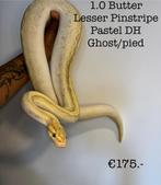 1.0 Butter Lesser Pinstripe Pastel DH Ghost/pied 2020, Slang, 3 tot 6 jaar