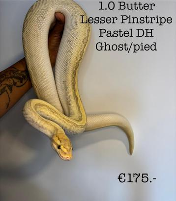 1.0 Butter Lesser Pinstripe Pastel DH Ghost/pied 2020 beschikbaar voor biedingen