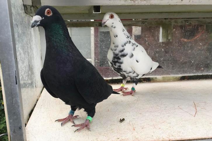 Getijgerde postduiven, duiven, kleurpostduiven, Dieren en Toebehoren, Vogels | Duiven, Postduif, Meerdere dieren