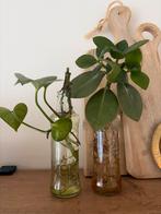 Leuke stekjes in water, Overige soorten, In pot, Minder dan 100 cm, Groene kamerplant