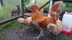 Nederlandse Baardkuif kippen trio kriel, Dieren en Toebehoren, Overige Dieren, Meerdere dieren