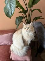 Lieve Siberische poes zoekt een warm, nieuw thuis, Dieren en Toebehoren, Katten en Kittens | Raskatten | Langhaar, Poes