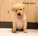 Raszuivere labrador pups, Dieren en Toebehoren, Honden | Retrievers, Spaniëls en Waterhonden, 8 tot 15 weken, Labrador retriever