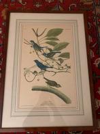 Oude ingelijste prent van Indigo Vogels, Ophalen of Verzenden