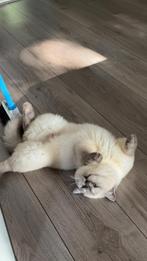 Britse korthaar, Dieren en Toebehoren, Katten en Kittens | Raskatten | Korthaar, Kater, 0 tot 2 jaar