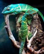 Anolis equestris potior koppel, Dieren en Toebehoren, Reptielen en Amfibieën, Slang, 0 tot 2 jaar