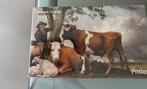 Puzzel van De Stier,Paulus Potter, Ophalen of Verzenden