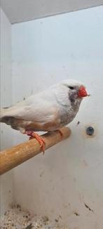 Te koop charcoal masker roodoogen 2024, Dieren en Toebehoren, Mannelijk