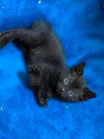 Kitten kater zoekt een huis!, Dieren en Toebehoren, Katten en Kittens | Overige Katten, Meerdere dieren, Kortharig, 0 tot 2 jaar