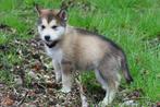 Prachtige pups te koop van onze Husky en Akita Inu. Huskita, Dieren en Toebehoren, Honden | Poolhonden, Keeshonden en Oertypen