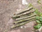 Mooie stammen te koop., Minder dan 3 m³, Ophalen, Overige houtsoorten, Stammen