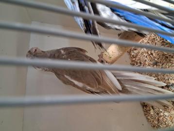 Meerdere pennant rosella's koppels Pastel blauw bont wildkle beschikbaar voor biedingen