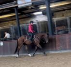 Brave en lieve 13 jarige ruin, Dieren en Toebehoren, Paarden, Ruin, B, 160 tot 165 cm, 11 jaar of ouder