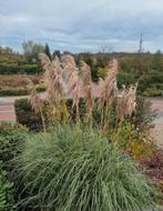 Mooie Pampasgras Pluimen, Ophalen