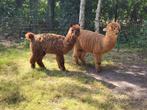 Span mini alpaca's, Dieren en Toebehoren, Overige Dieren, Oktober, Meerdere dieren