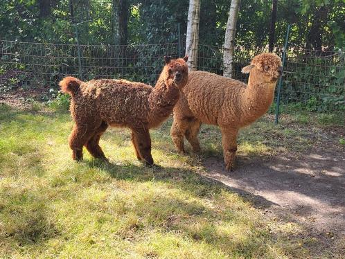 Span mini alpaca's, Dieren en Toebehoren, Overige Dieren, Meerdere dieren, Oktober