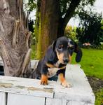 Dwergteckel pup zoekt een leuk huisje, Dieren en Toebehoren, Rabiës (hondsdolheid), 8 tot 15 weken, Korthaar, Teef