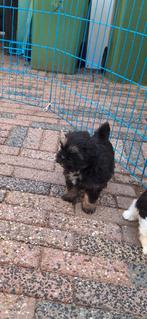 Boomer pups, Overige rassen, CDV (hondenziekte), 8 tot 15 weken, Meerdere