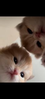 Britse korthaar, Dieren en Toebehoren, Katten en Kittens | Raskatten | Korthaar