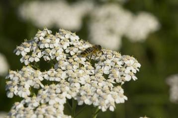 wit Duizendblad  Achillea millefolium  inheemse plant beschikbaar voor biedingen