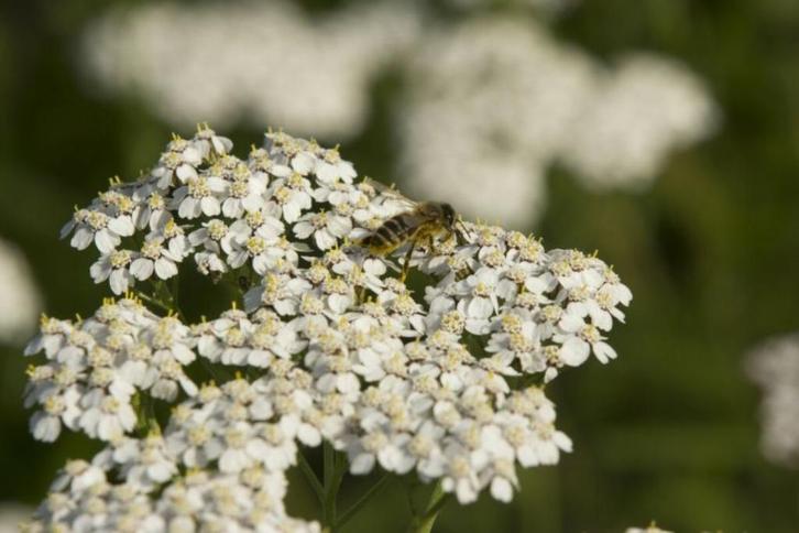 wit Duizendblad  Achillea millefolium  inheemse plant, Tuin en Terras, Planten | Tuinplanten, Vaste plant, Overige soorten, Volle zon