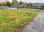 GROEN Sedum in uw tuin als groenblijvende bodembedekking, Bodembedekkers, Volle zon, Vaste plant, Ophalen of Verzenden