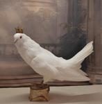 Mooie Witte Duif."Uit Aletta's Tijd", Ophalen of Verzenden