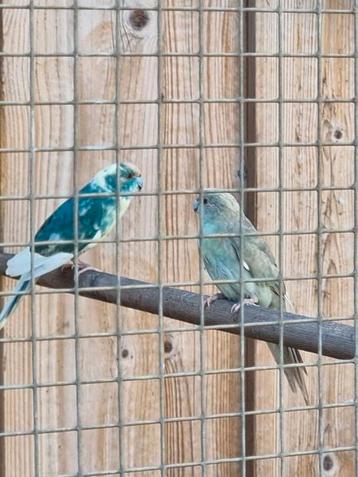 Verschillende kakarikies  beschikbaar voor biedingen