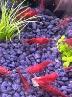 Bloody Mary garnalen, Kreeft, Krab of Garnaal