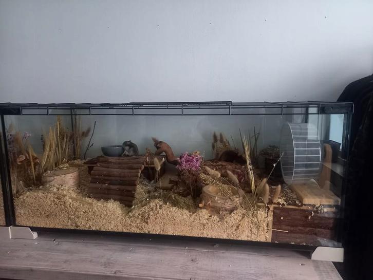 Groot terrarium 100 cm incl complete hamsterscaping, Dieren en Toebehoren, Knaagdieren en Konijnen | Hokken en Kooien, Zo goed als nieuw