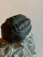 Trilobiet, Ophalen of Verzenden, Zo goed als nieuw, Dame