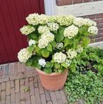 Grote witte/lichtgroenige hortensia., Tuin en Terras, Planten | Tuinplanten, Vaste plant, Halfschaduw, Zomer, Ophalen