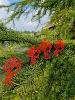 Kerst set 4 vogeltjes voor kerstboom, kerstkrans, Diversen, Kerst, Ophalen, Nieuw