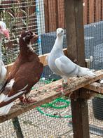 Een Syrisch koppel, Dieren en Toebehoren, Vogels | Duiven, Meerdere dieren