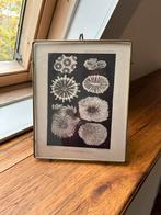 Sissy boy foto lijst goud kleur en glas, Huis en Inrichting, Metaal of Aluminium, Ophalen of Verzenden, Zo goed als nieuw, Minder dan 50 cm